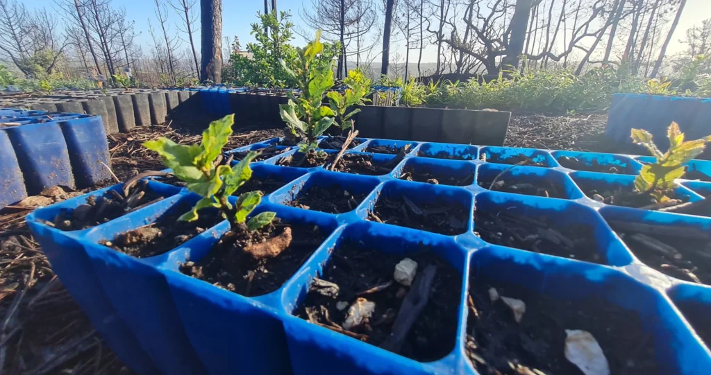 Chantier plantation d'arbres à Odeceixe